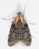 5608  Striped Oak Webworm Moth  Pococera expandens