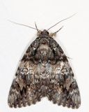 8801 - Ilia Underwing - Catocala ilia