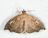 4951 - Titian Peales Pyralid - Perispasta caeculalis