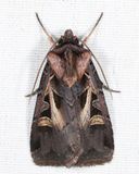 10676  Masters Dart  Feltia herilis
