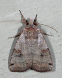 10944  Smiths Dart  Xestia smithii