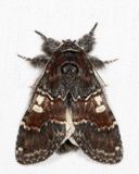 7921 - Chocolate Prominent - Peridea ferruginea