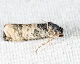 3189 - Epiblema obfuscana