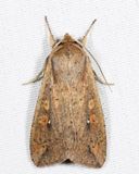 10438 - The White-speck - Mythimna unipuncta