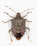 Brown Marmorated Stink Bug - Halyomorpha halys