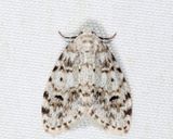 8098 - Little White Lichen Moth - Clemensia albata