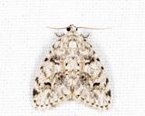 8098 - Little White Lichen Moth - Clemensia albata