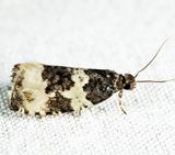 2848 - Divided Olethreutes - Olethreutes bipartitana