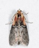 5799 - Yellow-shouldered Leafroller - Sciota basilaris
