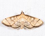 5182  Hollow-spotted Blepharomastix  Blepharomastix ranalis