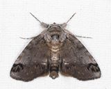 8971 - Sleeping Baileya - Baileya dormitans