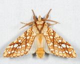 8211 - Hickory Tussock Moth - Lophocampa caryae