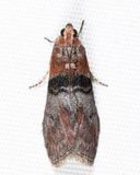 5794 - Sciota vetustella