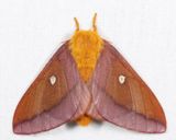 7723  Northern Pink-striped Oakworm Moth  Anisota virginiensis