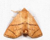 4667  Yellow-collared Slug Moth  Apoda y-inversum