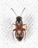 Pilophorus laetus