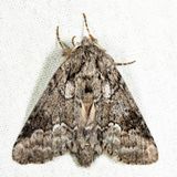 7999 - Double-lined Prominent - Lochmaeus bilineata