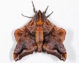 7825 - Small-eyed Sphinx - Paonias myops