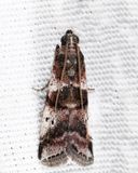 5653 - Cranberry Fruitworm Moth - Acrobasis vaccinii