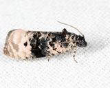 2860 - Pink-washed Leafroller - Hedya separatana