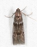5718 - Myelopsis subtetricella