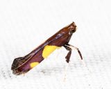 0595  Caloptilia bimaculatella