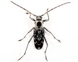Fulminating Long-horned Beetle - Sarosesthes fulminans