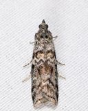 5843 - Spruce Coneworm - Dioryctria reniculelloides