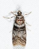 5789 - Striped Sumac Leafroller - Sciota subfuscella