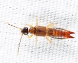 Lesser Earwig - Labia minor