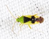 Ornate Plant Bug - Reuteroscopus ornatus