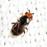 Pterogramma palliceps