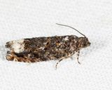 3262 - Gretchena dulciana
