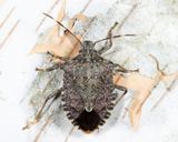 Brown Marmorated Stink Bug - Halyomorpha halys