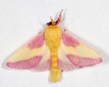 7715 - Rosy Maple Moth - Dryocampa rubicunda