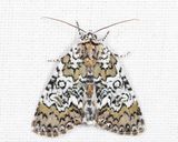 9061 - Owl-eyed Bird Dropping Moth - Cerma cora