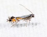 0846 - Phyllocnistis insignis