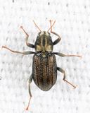 Stenelmis crenata