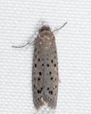 2353 - Mimosa Webworm Moth - Homadaula anisocentra