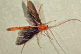 Ophion slossonae
