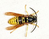 Forest Yellowjacket - Vespula acadica (queen)