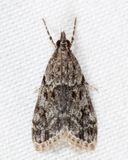 4739 - Eudonia heterosalis