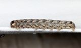 9887 -  Bethunes Pinion - Lithophane bethunei
