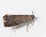 3426 - Oriental Fruit Moth - Grapholita molesta
