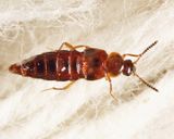 Hoplandria sp.