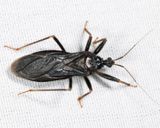 Masked Hunter - Reduvius personatus