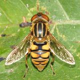 Parhelophilus laetus