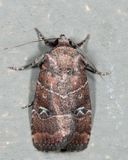 9684 - Grateful Midget - Elaphria grata