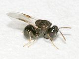 Perilampus stygicus