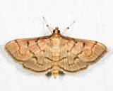 5279 - Herpetogramma theseusalis